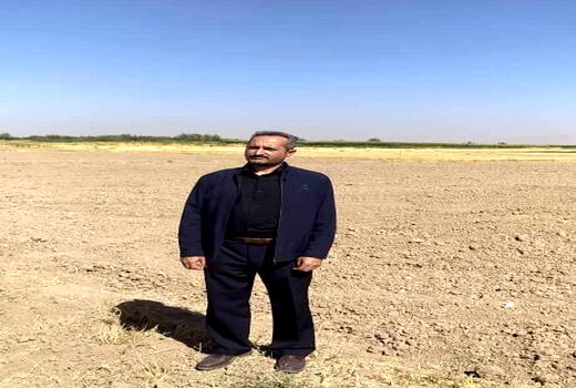 کشت بیش از ۶۵ درصد کلزای استان در شهرستان تبریز