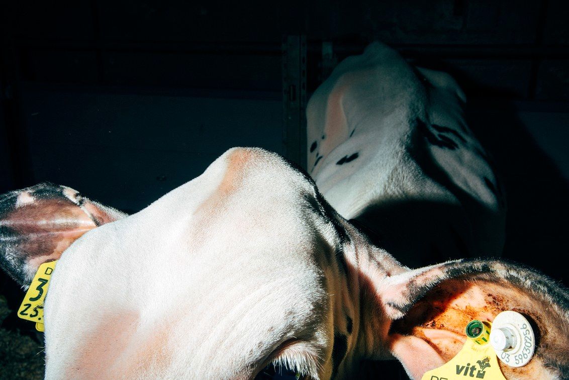 دامداری دلخراش آلمان