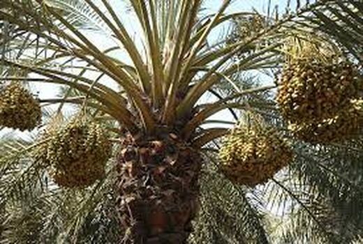 لزوم مقابله با کنه تارتن خرما در خرمشهر