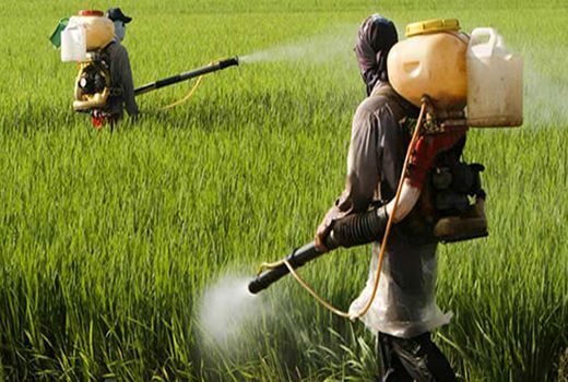 سطح مبارزه بیولوژیک ۱۹ درصد رشد کرد/ دیپلماسی غذایی و امنیت صادرات ایران