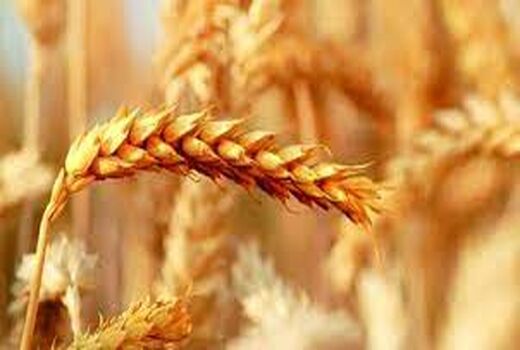 کشت بیش از ۱۰۰ هزار هکتار گندم در خراسان شمالی 