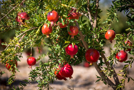 1 میلیون تن انار امسال در کشور تولید شد