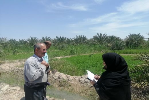 توسعه و جایگزینی نخیلات در آبادان با  کشت پاجوش