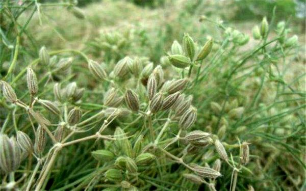 ایجاد پایلوت زیره سبز در اراضی شهر فرخشهر