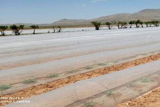 آغاز کشت 11 هزار هکتار صیفی در بیضا