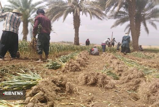 پیش بینی کشت ۶۰۰ هکتار سیر در مزارع شهداد