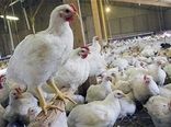 خرید حمایتی بیش از ۳۰۰ تن مرغ از مرغداران استان همدان