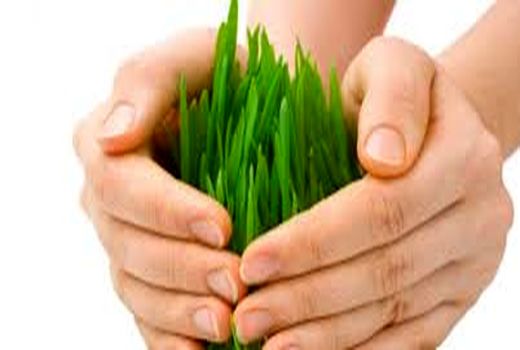 تحقق بیمه محصولات کشاورزی نیازمند اعتمادسازی