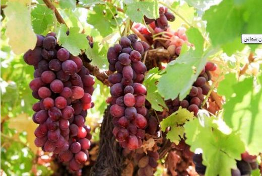 تولید ۳۵ هزار اصله نهال گلدانی ارقام جدید انگور در خراسان شمالی