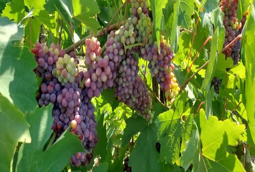  آغاز برداشت انگور یاقوتی نوبرانه از تاکستان‌های شهرستان جهرم