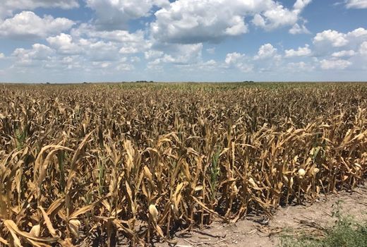 خشکسالی خطر آفلاتوکسین را افزایش می‌دهد