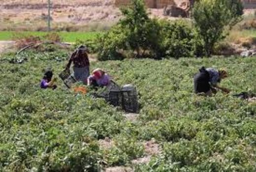اجرای طرح ملی پوشش بیمه ای جوامع روستایی در نی‌ریز