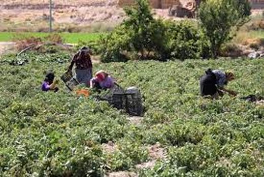 اجرای طرح ملی پوشش بیمه ای جوامع روستایی در نی‌ریز