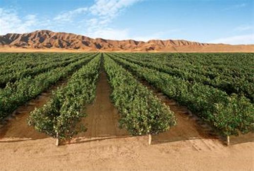 توصیه‌های سازمان جهاد کشاورزی خراسان رضوی به پسته‌کاران