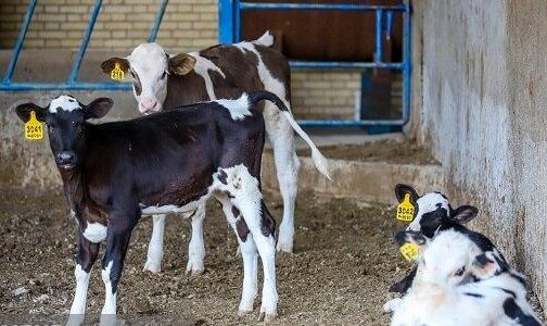 آیین‌نامه الزام «بیمه فراگیر دام» در حال تدوین است