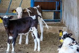 آیین‌نامه الزام «بیمه فراگیر دام» در حال تدوین است