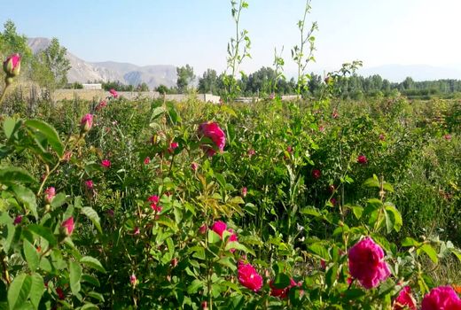 ۱۶ هزار بوته گل محمدی بین کشاورزان چالدرانی توزیع شد