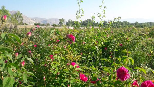 ۱۶ هزار بوته گل محمدی بین کشاورزان چالدرانی توزیع شد