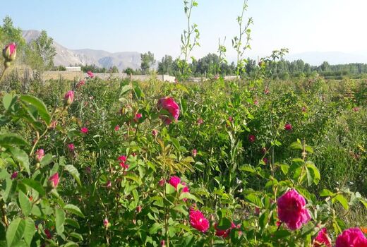 ۱۶ هزار بوته گل محمدی بین کشاورزان چالدرانی توزیع شد