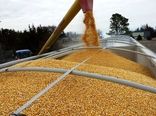 ثبت سفارش ذرت و جو دامی آغاز شد/امکان ویرایش سهمیه‌ها وجود دارد 