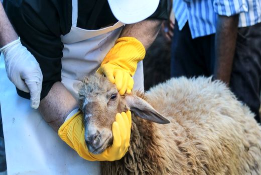 استقبال گسترده شهروندان از مراکز عرضه بهداشتی دام، در عید قربان 