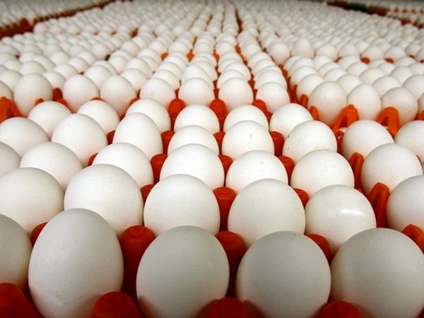 صدور مجوز صادرات بیش از ۴۰۰ تن تخم‌مرغ خوراکی از قزوین به قطر
