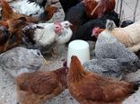 تزریق سه میلیون و ۳۰۰ هزار دز واکسن بیماری نیوکاسل طیور در آذربایجان شرقی