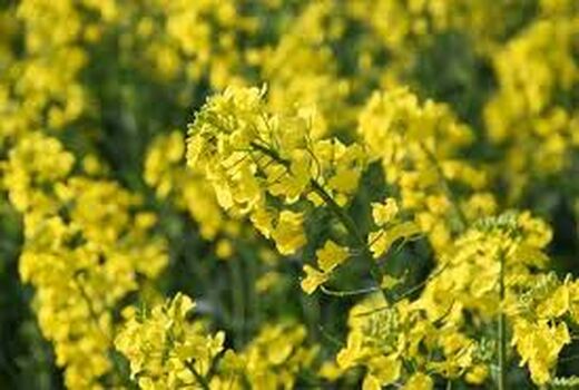 پایان کشت کلزا در خرمشهر