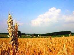 مدیریت بهینه عوامل خسارتزادر محصول استراتژیک گندم در شهرستان ارزوئیه