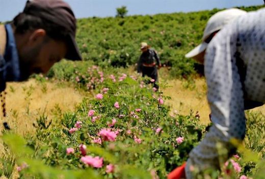 کشت گیاهان دارویی فرصت طلایی سرمایه گذاری در  چهارمحال و بختیاری