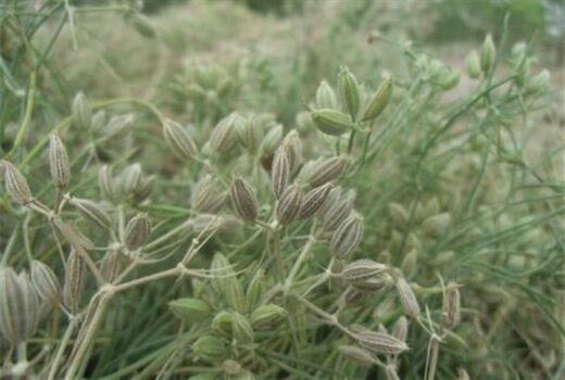کاشت زیره سبز در سروستان