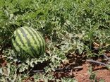 کم آبی سطح زیرکشت هندوانه در ابرکوه را ۹۰ درصد کاهش داد 