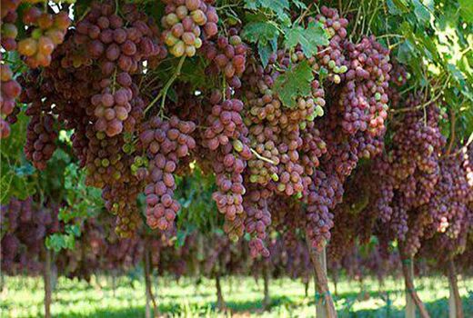 اختصاص بیش از 5 هزار هکتار از اراضی شاهرود به کشت انگور سرخ