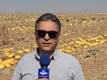 آغاز برداشت کدو آجیلی از مزارع چهارمحال و بختیاری