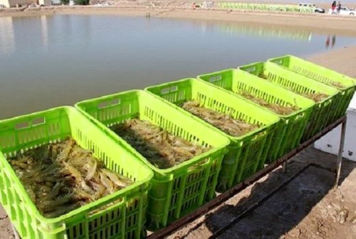 ۲۷۰۰ تن میگو از ۸۸۰ استخر پرورشی استان بوشهر برداشت شد