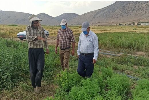 کشت ۲۵۰ هکتار گیاهان دارویی در شهرستان دره شهر