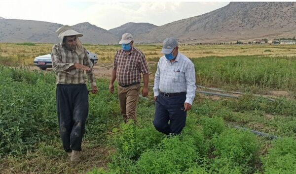 کشت ۲۵۰ هکتار گیاهان دارویی در شهرستان دره شهر