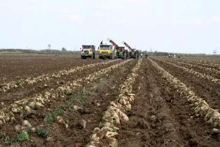 بیش از ۱.۲ میلیون تن چغندرقند از زارعین آذربایجان‌غربی خریداری شد