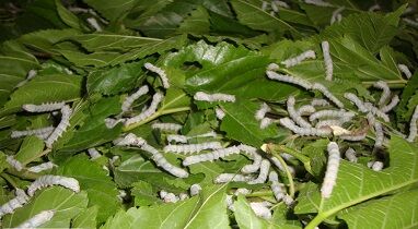 توزیع نهال توت اصلاح شده به متقاضیان پرورش کرم ابریشم استان زنجان