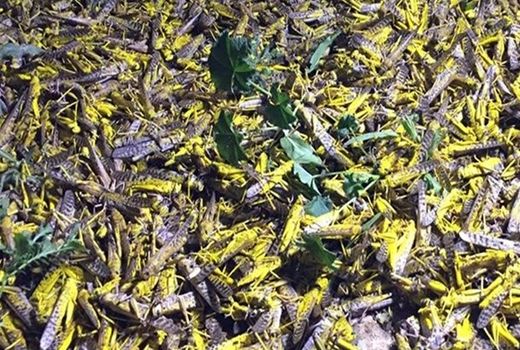 یورش ملخ‌ها ‌به اراضی استان بوشهر 