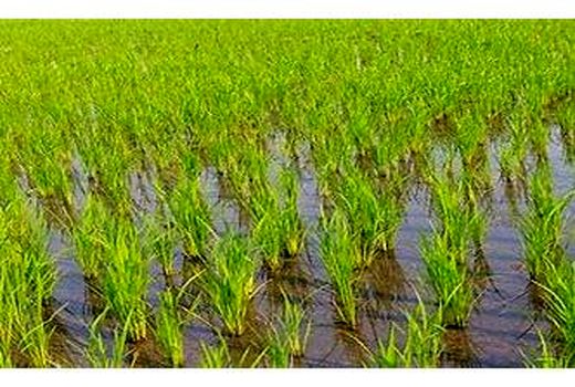 تحقق 157 درصدی اجرای کشت قراردادی برنج در ساری
