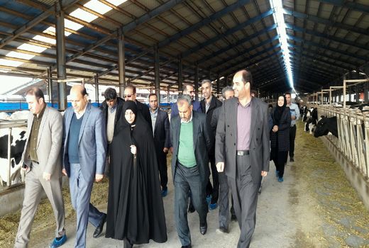 سالانه 708 هزارتن  محصولات دام و طیور در استان قزوین تولید می شود