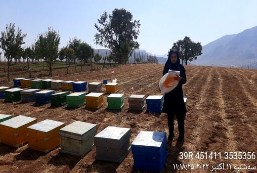 آغاز سرشماری از زنبورستانهای شهرستان اردل