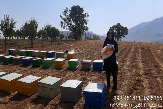 آغاز سرشماری از زنبورستانهای شهرستان اردل