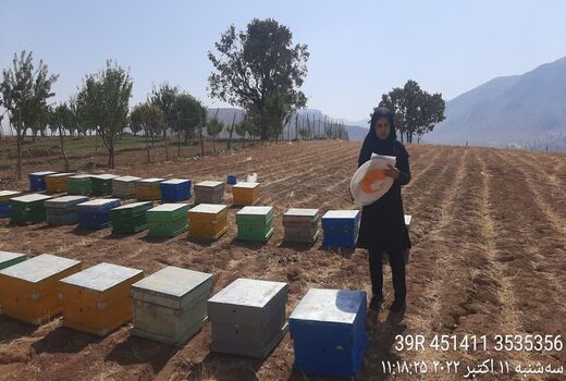 آغاز سرشماری از زنبورستانهای شهرستان اردل