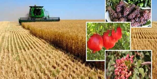 ۱۰۰ برنامه موبایلی برای کشاورزان امروز رونمایی شد