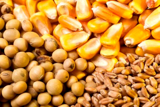 واردات نهاده های دامی از مرز 7 میلیارد دلار گذشت