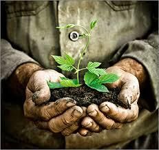 تخریب خاک یکی از تهدیدهای مهم امنیت غذایی است