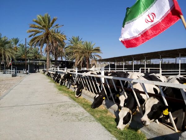 یک واحد دامداری صنعتی در فسا به بهره‌برداری رسید 