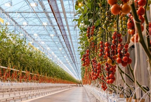 افزایش تعرفه گاز/ تولید گلخانه‌ای صرفه اقتصادی ندارد